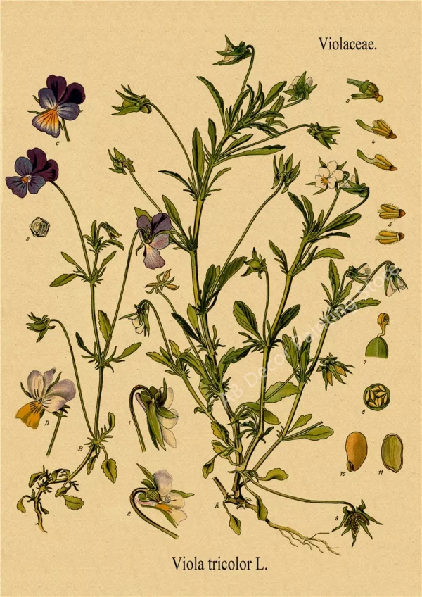 Retro Botanical Prints Posters Kraft Paper Plant Flower Illustration Vintage Home Study Room Art Wall Decor Aesthetic Painting - Image 5